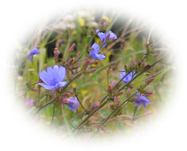 Blue Flower Round