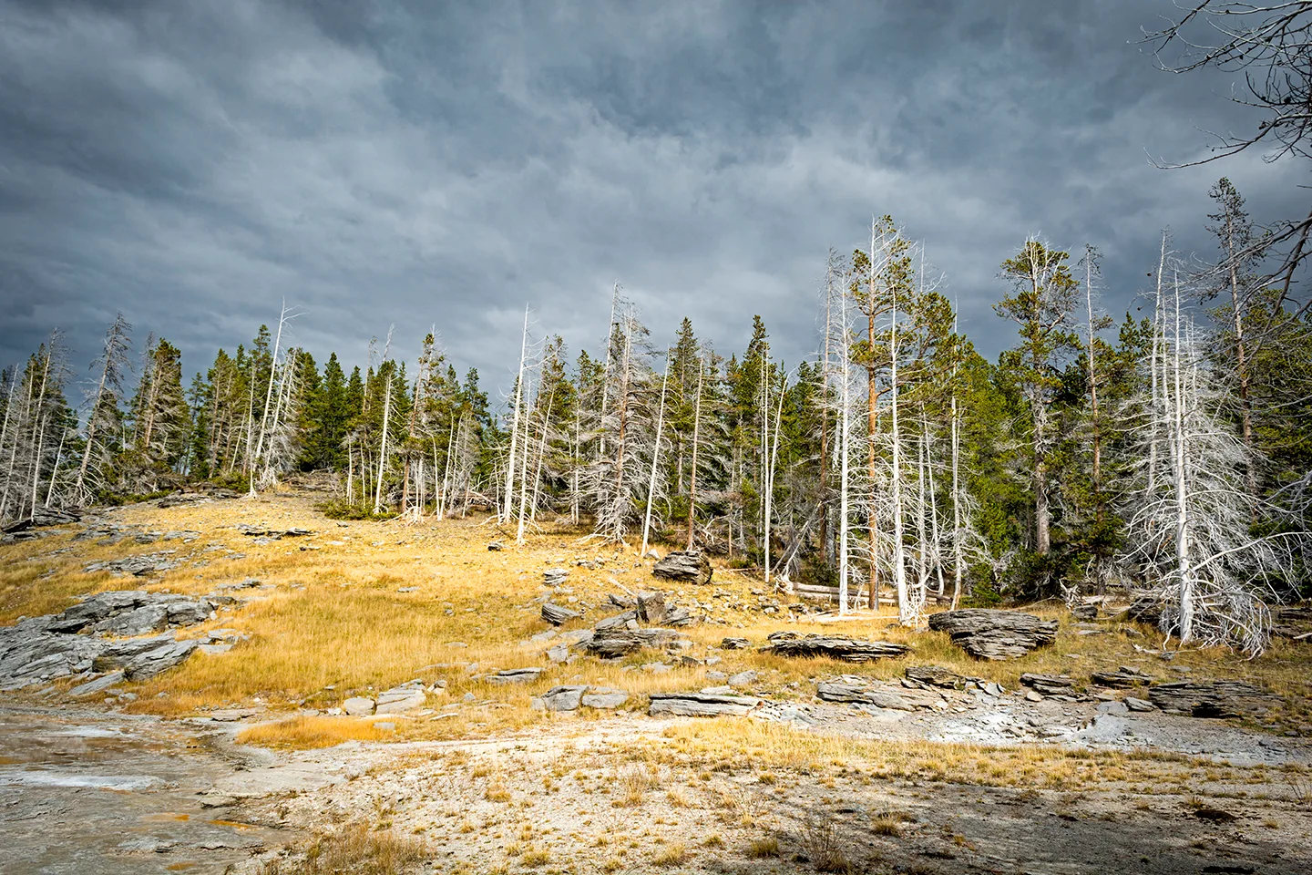 Yellowstone 10
