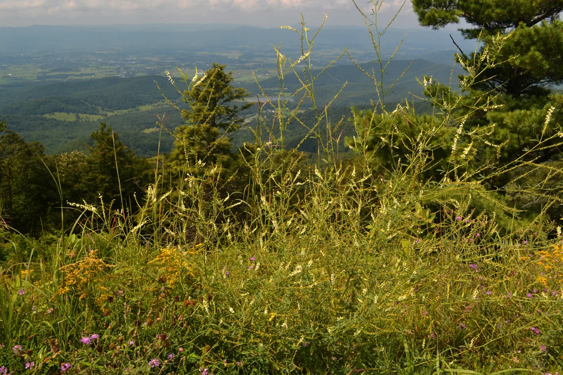 Wildflowers 4