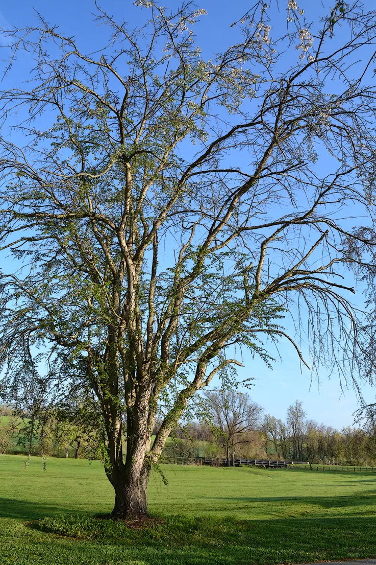 Tree-Sloan 3
