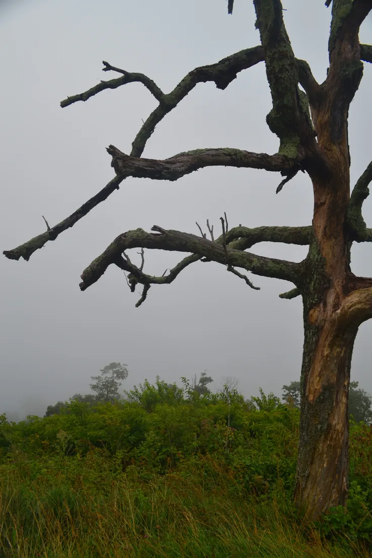 Dead Tree