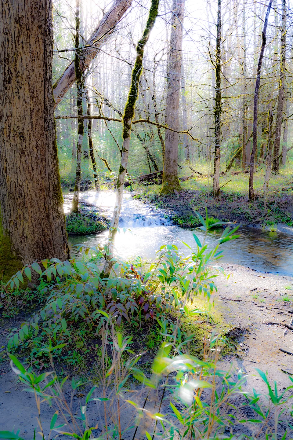 Cadescove 8