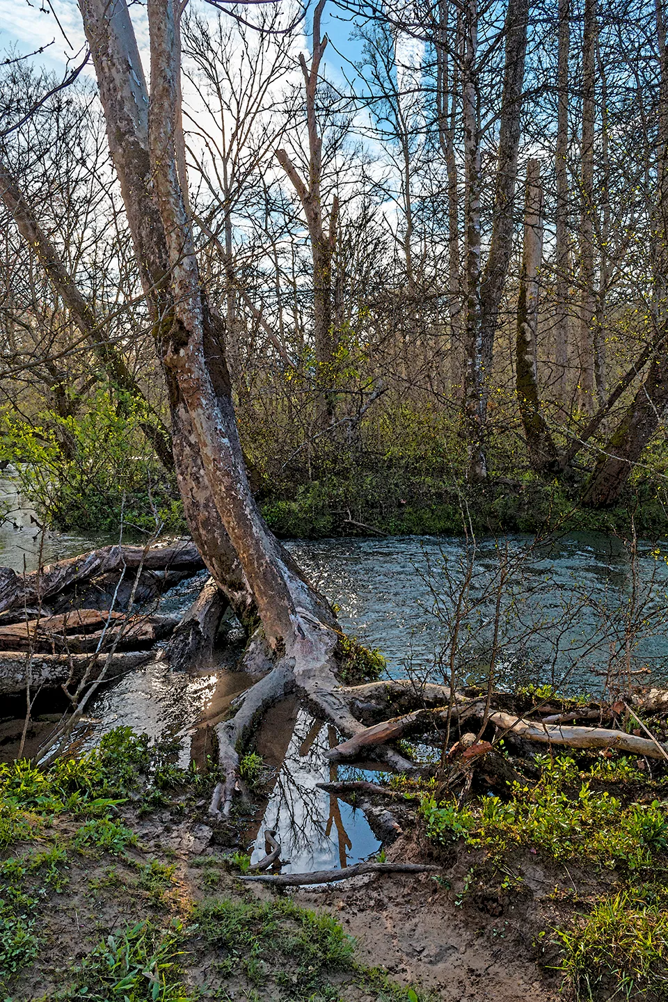 Cadescove 6
