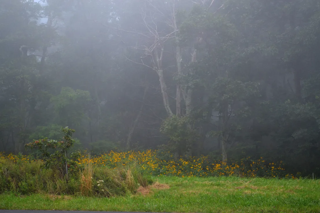 F oggy Landscape