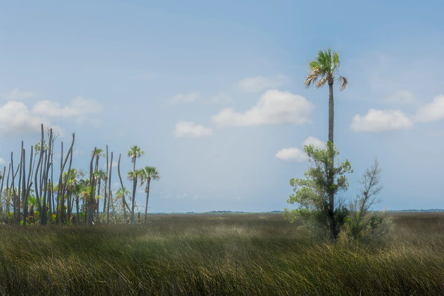 Cedarkey 9