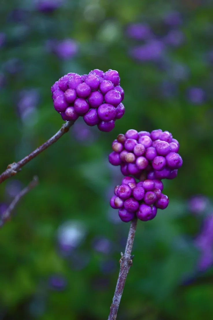 Berries 2
