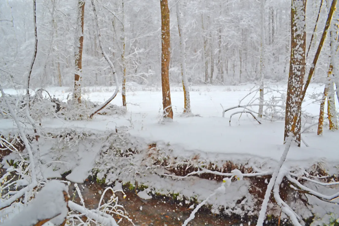 Creek Branch 5