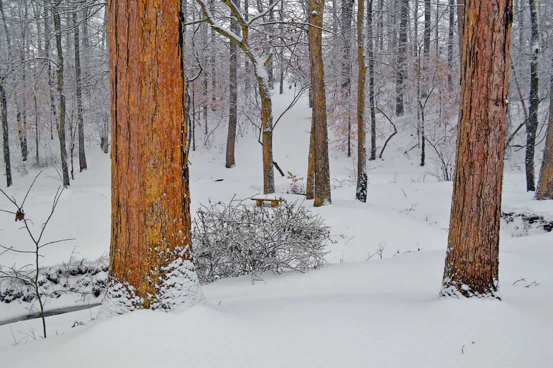 Yard Snow 8