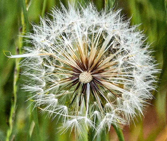 Dandelionpuff 1