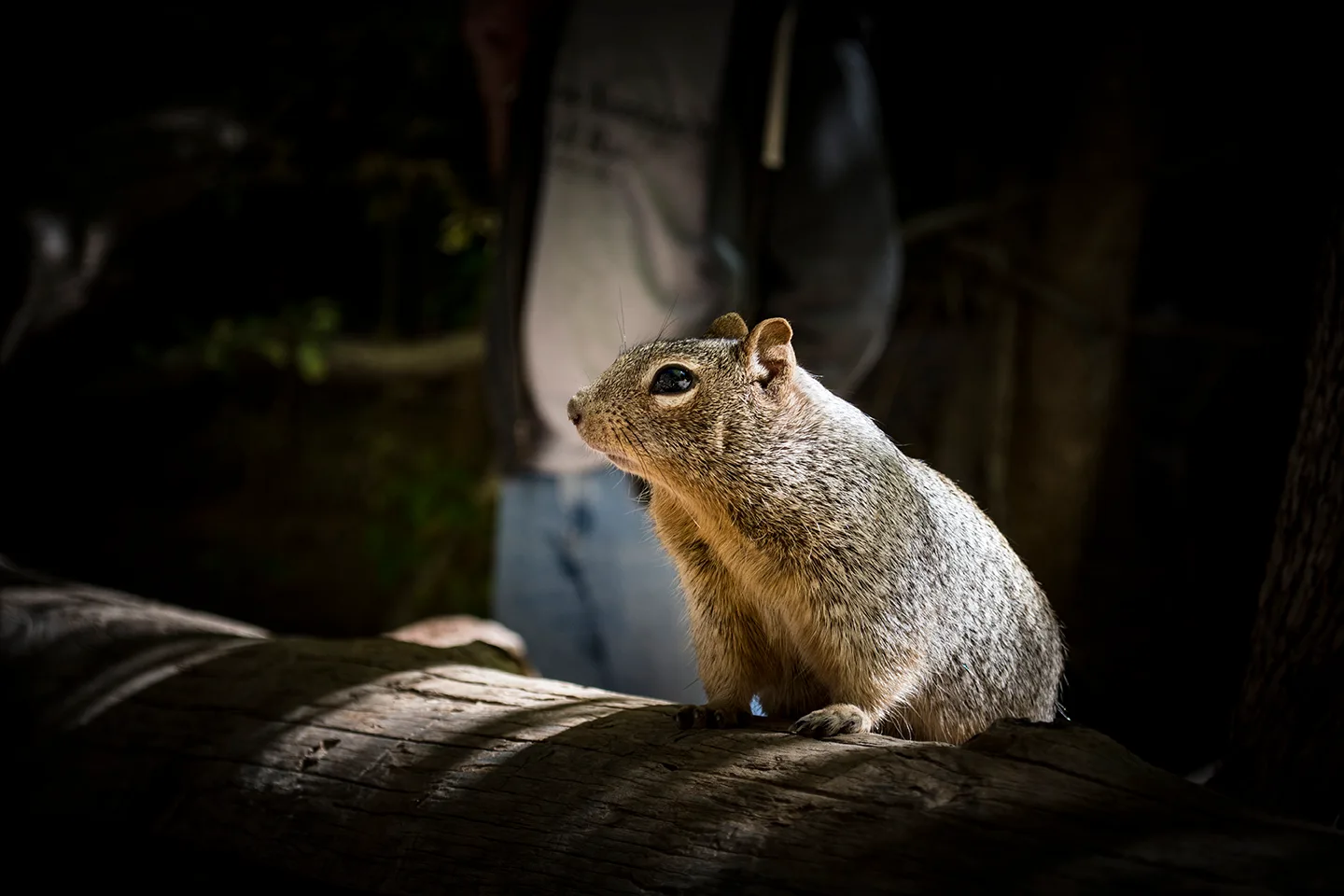 Squirrel 1