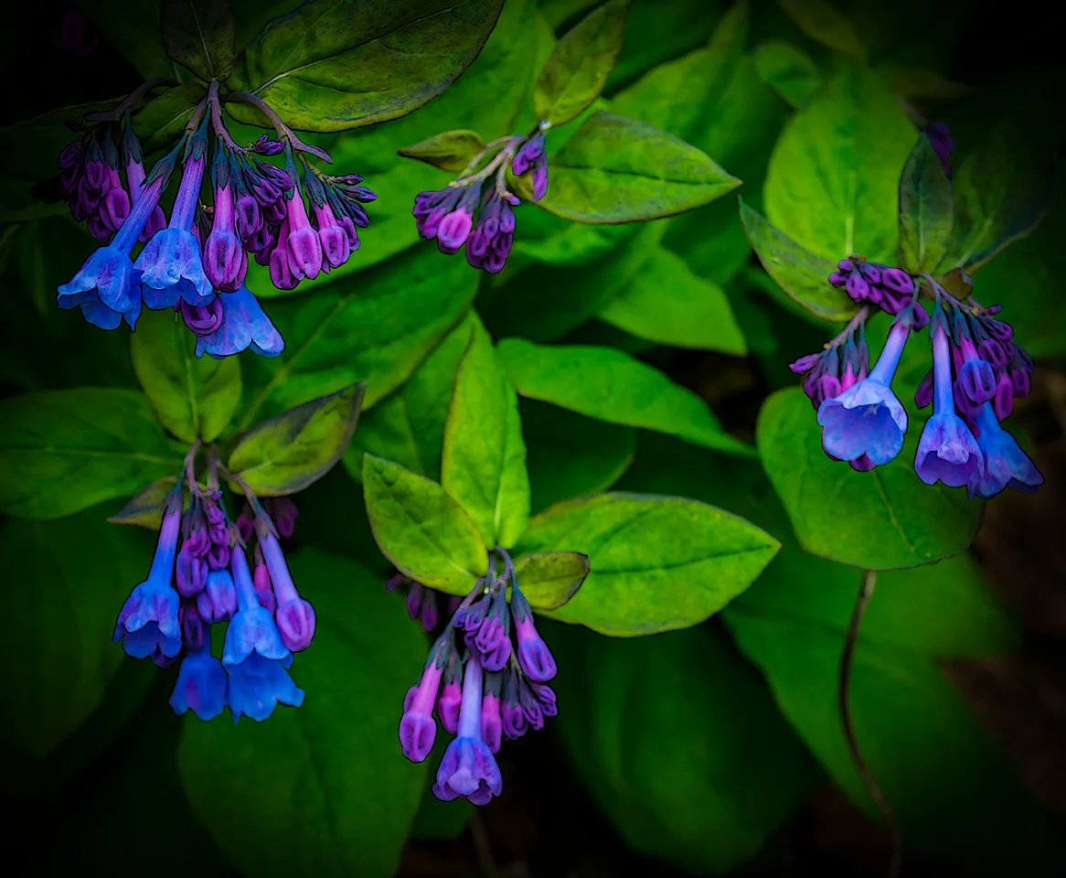 Bluebells 2
