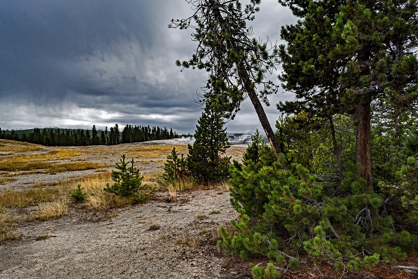 Yellowstone 45