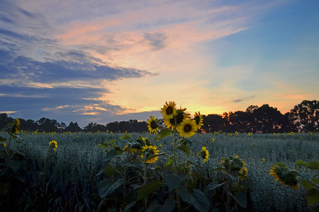 Hoffner Farm 17