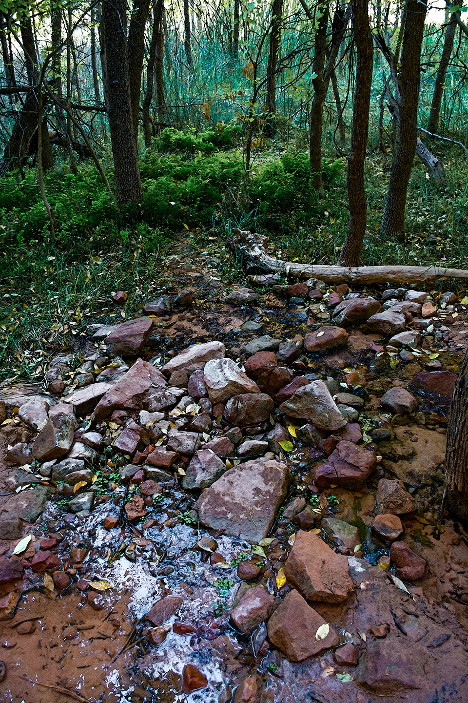 Zion 40