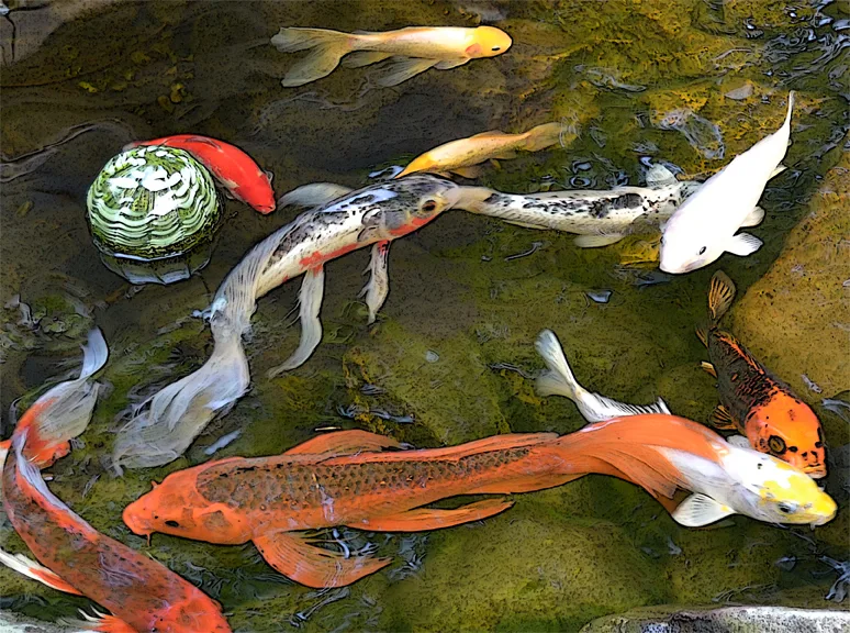 Fish 1