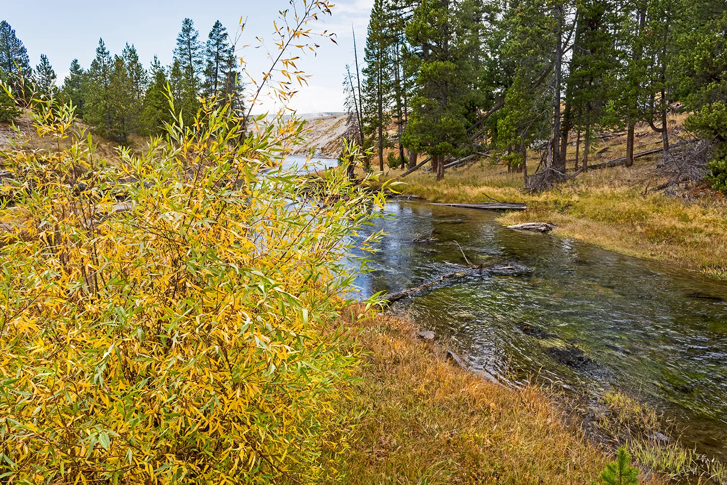 Yellowstone 1
