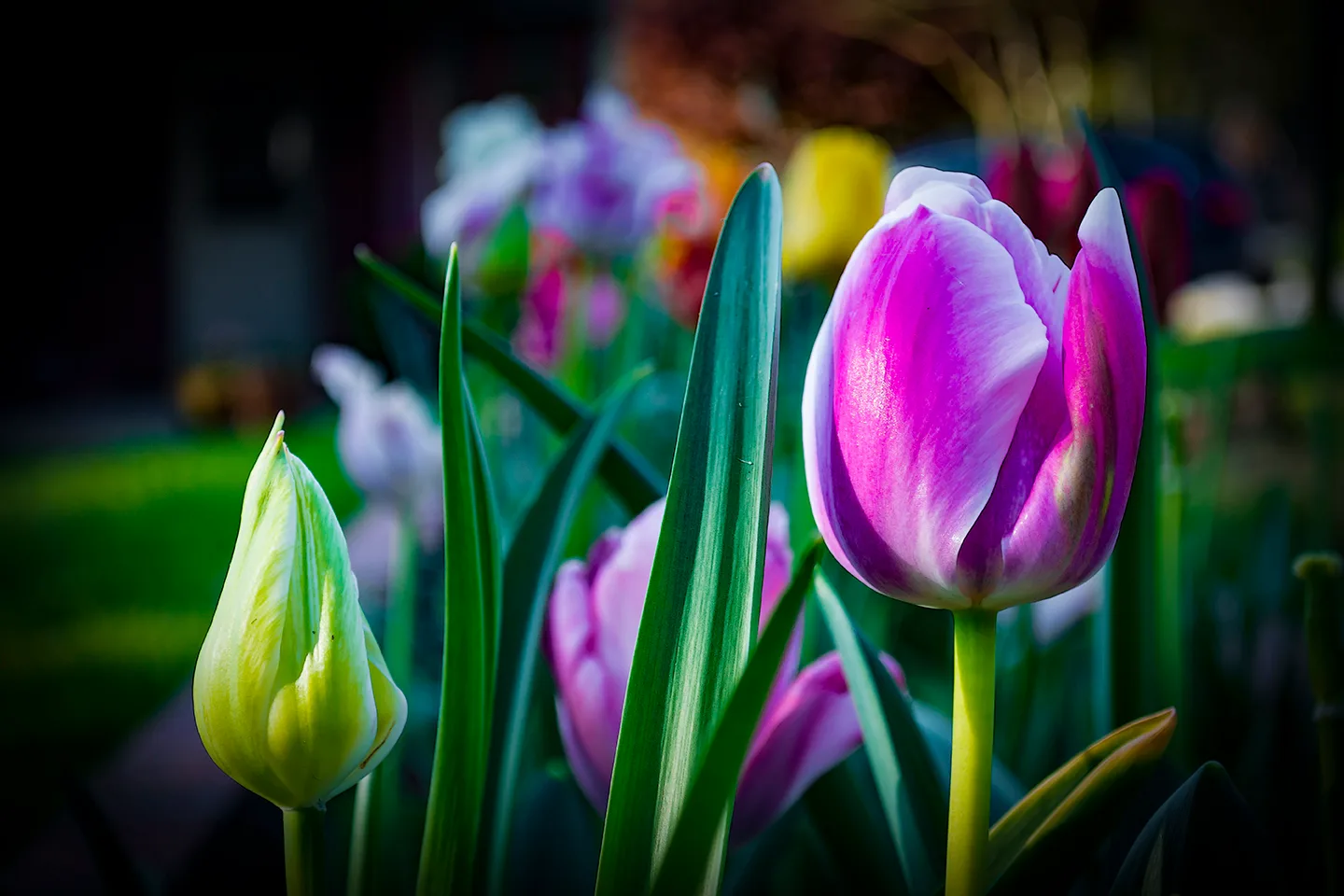 Tulip 1