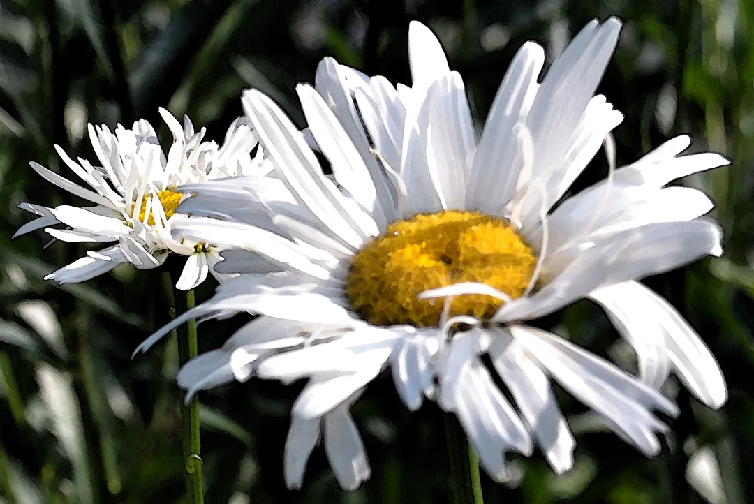 big Daisies
