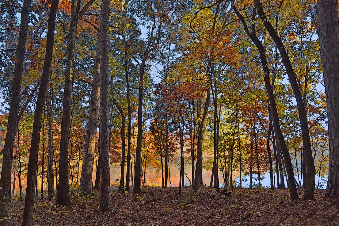 Through The Trees