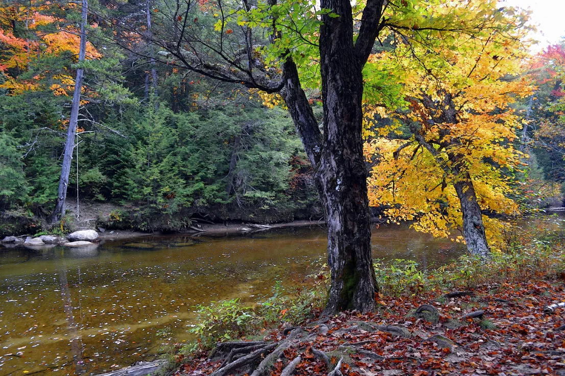 Swift River 1
