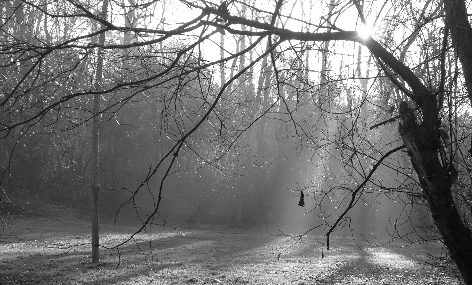 Backyard Fog B&W