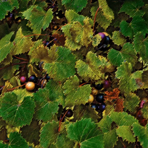 Grapes 5