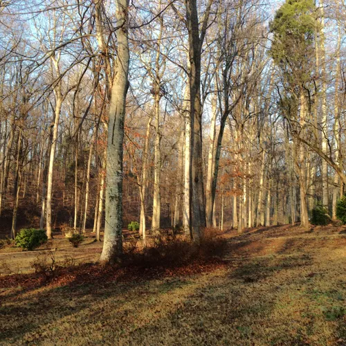 Denham backyard