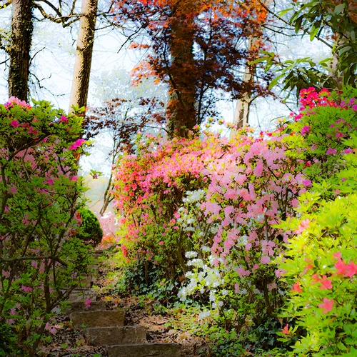 Azaleas 11