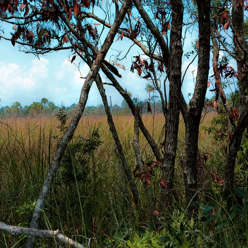 Cedarkey 4