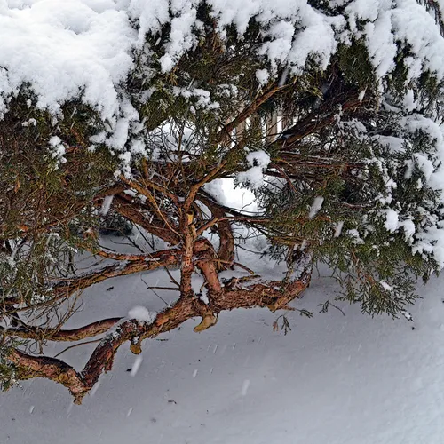 Firtree