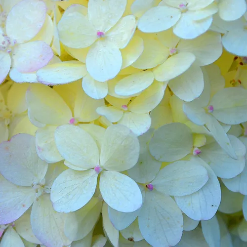 Hydrangea
