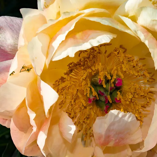 Peony 3