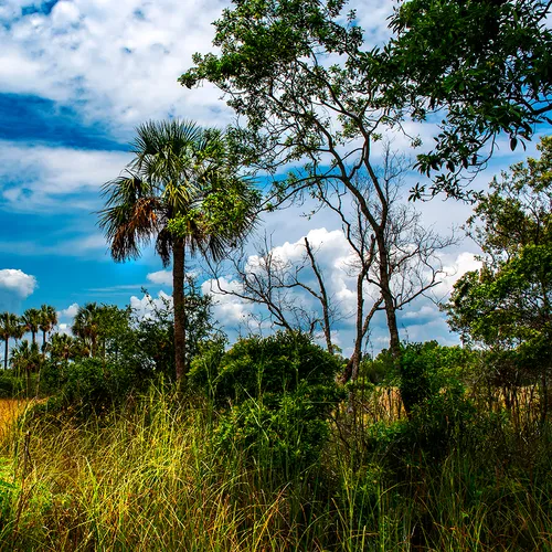 Cedarkey 12