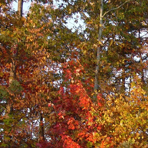Autumn Trees