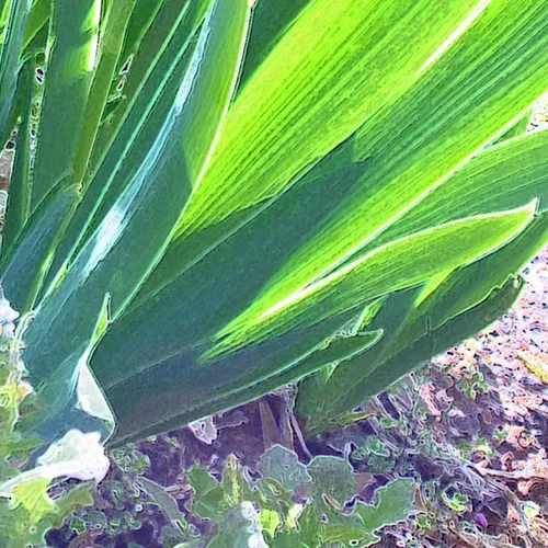 Iris