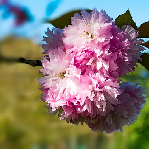 Pinkflower