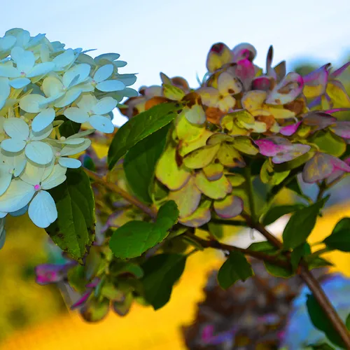 Hydrangea 2