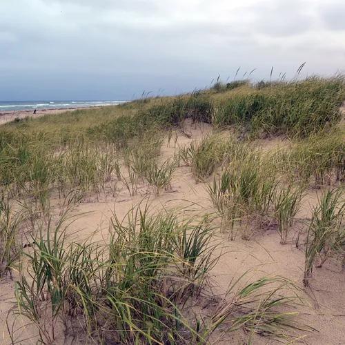Cape Cod 8