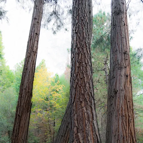 Yosemite 33