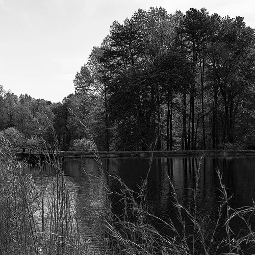 Chandelle 1 B&W