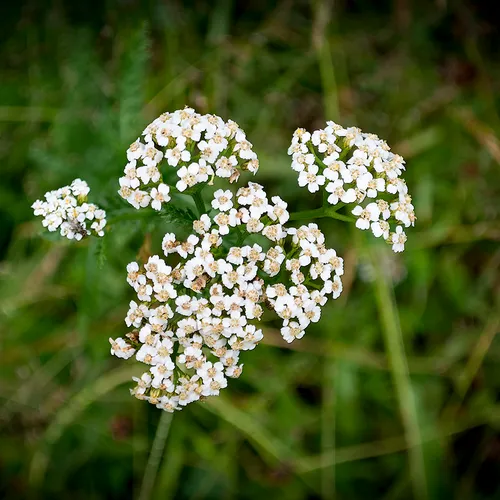 Troutriverarea 3