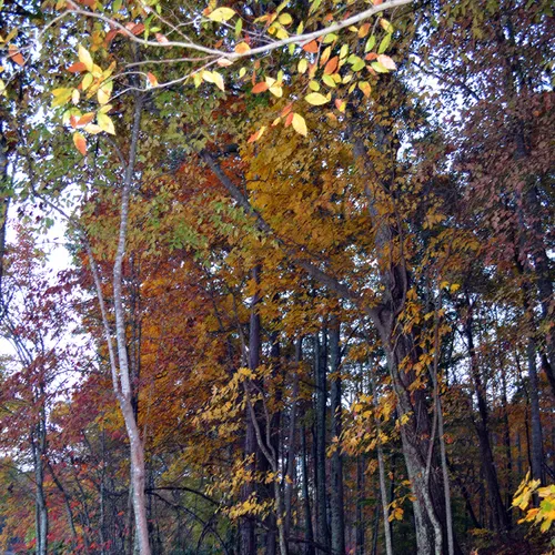 Cp 18