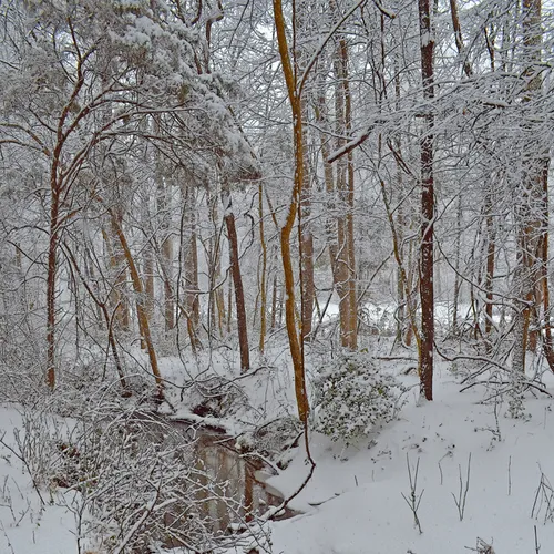 Creek Branch