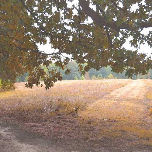 Park Shade
