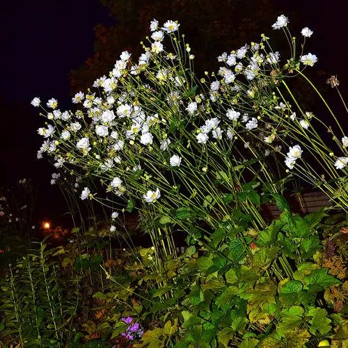 Flowers Br