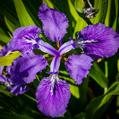 Iris 5