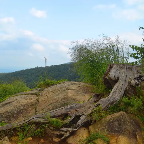 Stump