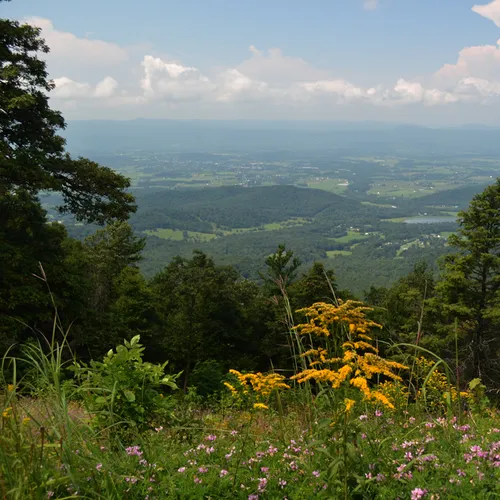 Wildflowers 5
