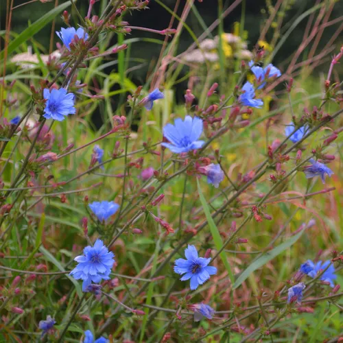 Blue And Pink