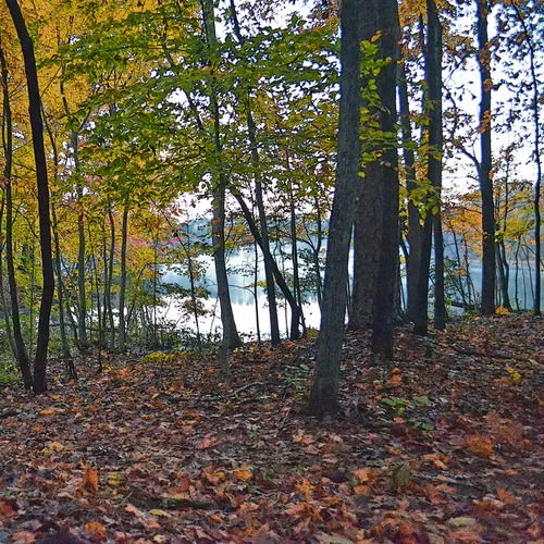 Through The Trees 2